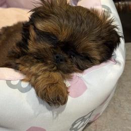 Gretel - Red female Shih Tzu puppy in Spring, Texas from Precious Tzu Crew