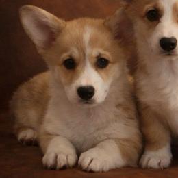 AKC Green - Fawn male Pembroke Welsh Corgi puppy in Summerfield, Florida from Promise Land Farm