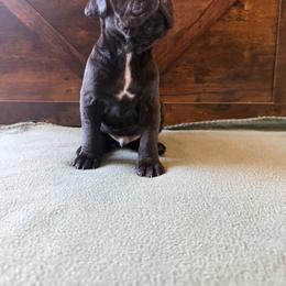 Cane Corso Puppies from Cowan Farms