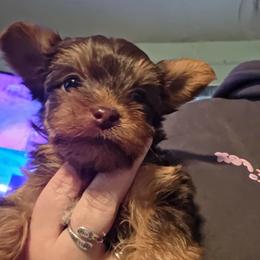 Reese - Chocolate and tan female Yorkshire Terrier puppy in West Enfield, Maine from GRIFFEY'S SPA AND KENNEL