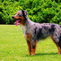 Australian Shepherds from Forestwood Australian Shepherds