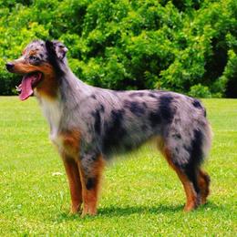 Australian Shepherds from Forestwood Australian Shepherds