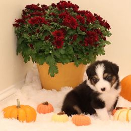 Grumpy - Black tri-color male Australian Shepherd puppy in Quincy, Massachusetts from William's Aussies