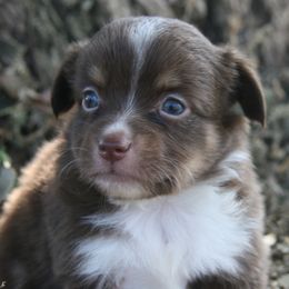 Tillie - Red tri female Miniature Australian Shepherd puppy in Fairview, South Dakota from Dakota Toy Aussies