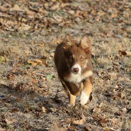 Border Collie, English Setter, and Miniature American Shepherd Puppies from First Harmony Farms