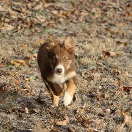 Border Collie, English Setter, and Miniature American Shepherd Puppies from First Harmony Farms