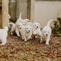 English Setter, Golden Retriever, and Gordon Setter Puppies from Katherine's Gordon Setters, English Setters, and Golden Retrievers