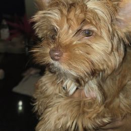 Yorkshire Terrier puppies from Pooch Perfect Puppies