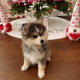 King - Black and white male Pomsky puppy in Long Grove, Illinois from Windy City Pomsky