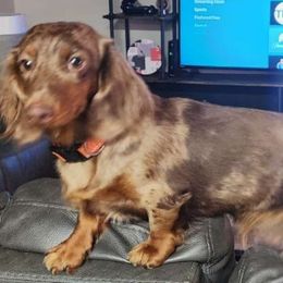 Sophie - Dachshund