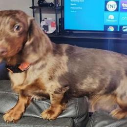 Sophie - Dachshund