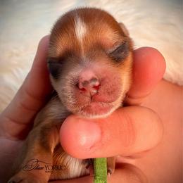 Boy 2 green - Tan male Yorkshire Terrier puppy in Machesney Park, Illinois from Three Yorkie Family