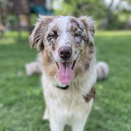 Alice - Australian Shepherd