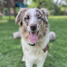 Alice - Australian Shepherd