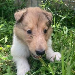 Rebecca - Sable merle and white female Collie puppy in Yulee, Florida from Three Collie Farm