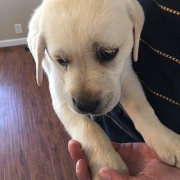 Labrador Retriever Puppies from Cream of Carson Valley Labradors