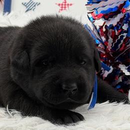 Blue - Black male Labrador Retriever puppy in Heath Springs, South Carolina from Rich Hill Retrievers
