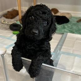 Marvin - Black male Poodle puppy in Clearwater, Florida from Poodle Majesty