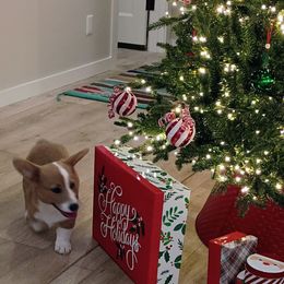 Girl 4 - White and fawn female Pembroke Welsh Corgi puppy in Montgomery County, Tennessee from Anita’s little Corgi Haven