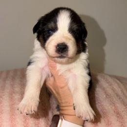 Amsterdam - Black tri-color female Australian Shepherd puppy in Anniston, Alabama from All Hale Aussies