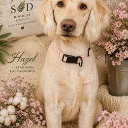 Hazel - Labradoodle