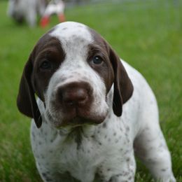 German Shorthaired Pointers from Westpointe