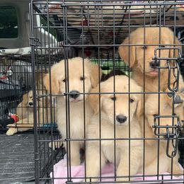Golden Retriever Puppies from Lake Champlain Goldens