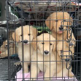 Golden Retriever Puppies from Lake Champlain Goldens
