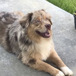 Stanley - Miniature Australian Shepherd