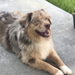 Stanley - Miniature Australian Shepherd