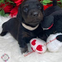 Romeo Valentine - Black and tan male Dachshund puppy in Prescott, Arizona from Dachshund Family Love Breeders