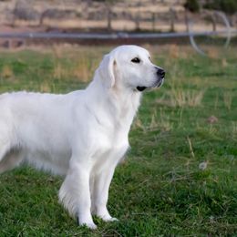 Belle - Golden Retriever