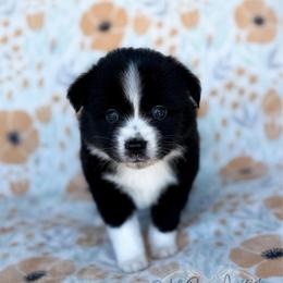 Loki - Black tri male Toy Australian Shepherd puppy in Liberty Hill, Texas from Pistol Paws Aussies