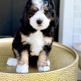 Boy 2 - Tri-color male Bernedoodle puppy in Salt Lake County, Utah from Coco Avenue Pups