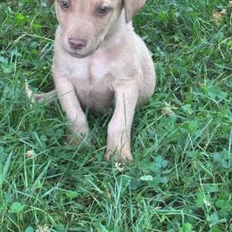 Boy 1 - Deadgrass male Chesapeake Bay Retriever puppy in Vesta, Washington from North River Chesapeakes