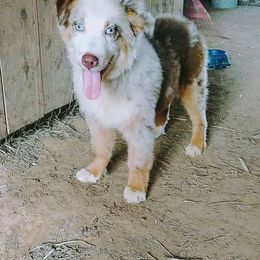 Australian Shepherd Puppies from Kendra Phillips