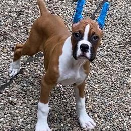 Fawn Male - Fawn male Boxer puppy in Butler, Pennsylvania from Schaible's Boxer Huddle