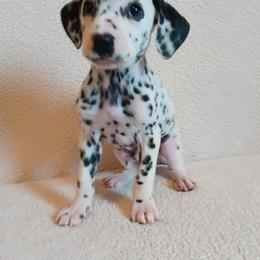 Dalmatian and Poodle Puppies from Cotton Top