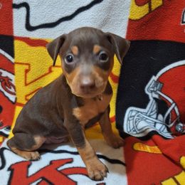 Ozzy - Chocolate and rust male Miniature Pinscher puppy in Grove, Oklahoma from K&J's Min Pins Of Grand Lake