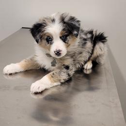 Australian Shepherd Puppies from Hamilton Farms