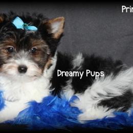 AKC Pringles 1800 - Black tan and white male Biewer Terrier puppy in Kennesaw, Georgia from Dreamy Pups