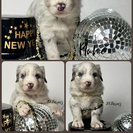 (4) Plume - Blue merle female Miniature Australian Shepherd puppy in Huntington, Texas from JKKJ Farms
