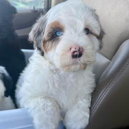 Dune - Blue merle male Aussiedoodle puppy in Heber City, Utah from Junipersdoodles