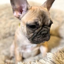 Scout - Fawn female French Bulldog puppy in Dubois, Idaho from White Hippo Frenchies