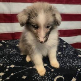Jedidiah - Blue merle and white male Shetland Sheepdog puppy in Altha, Florida from Hill Top Shelties