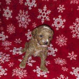 Mya - Red female Cavapoo puppy in Copan, Oklahoma from Lebel Cavapoos