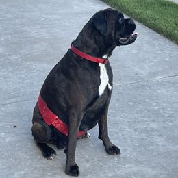 Izzie - Boxer