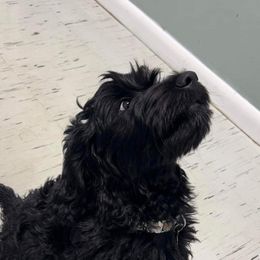 Goldendoodle All Grown Up from Lazy Dayz Doodles