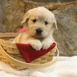 Golden Retriever Puppies from Double Down Retrievers