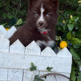 Petal - Red and white female Siberian Husky puppy in Tulsa, Oklahoma from EvergreenEliteKennel